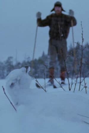 Tapiola
