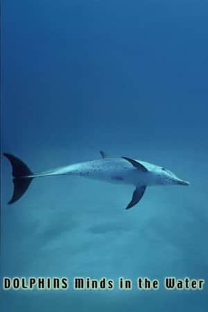 Dolphins: Minds in the Water