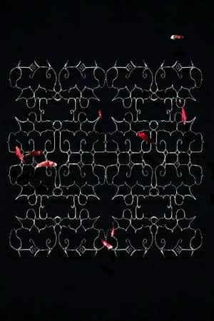 Ciciri