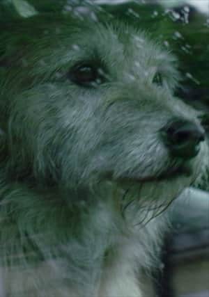 Doggone
