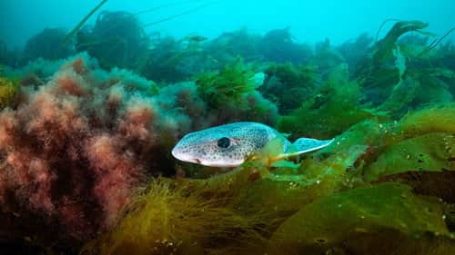 Reefs