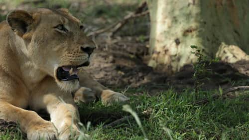 Lion Mystery