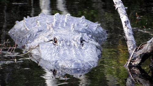 Alligator River
