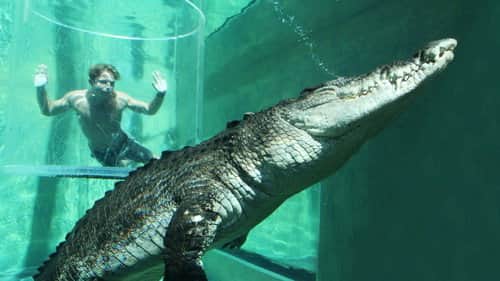 Swimming with a Giant Saltwater Crocodile