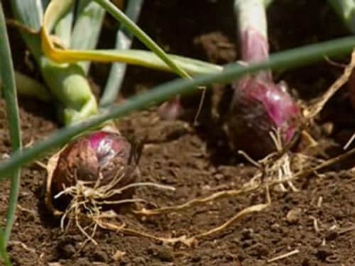 Onions