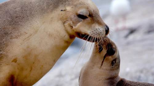 Sea Lion King