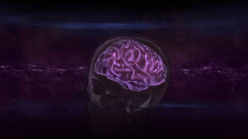 Decoding the Brain