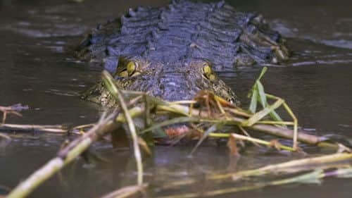 Croc Witchcraft