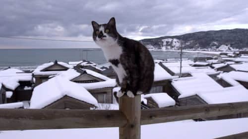 Noto: A Winter Wonderland