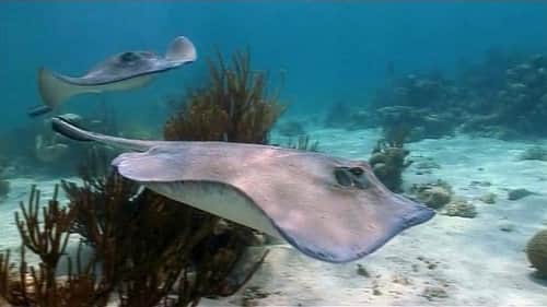 Reefs and Wrecks