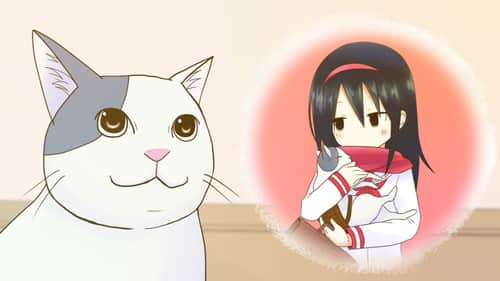 Cat's Observation