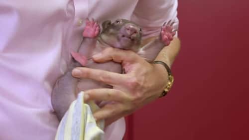 Wombat Comeback