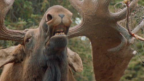 Montauk Monster