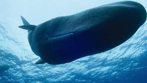 Giants of the Deep
