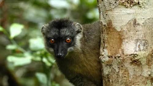 Spectres of the Jungle: Madagascar Rainforest