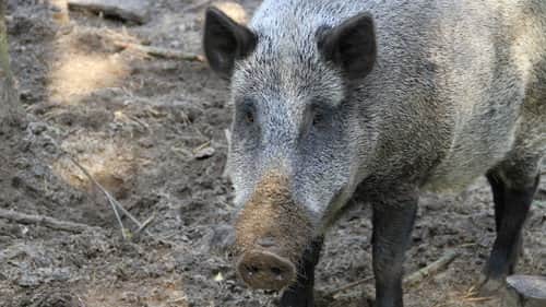 Pigzilla