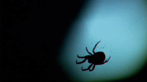 Texas Monster Web