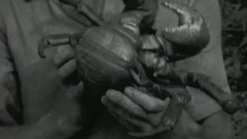 Canoes And Coconut Crabs