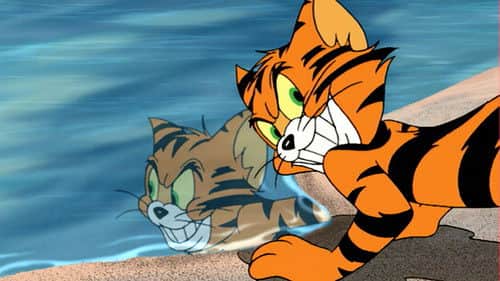 Tiger Cat