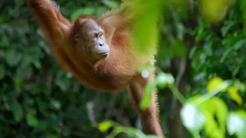 The Ancient Jungle: South East Asia & Borneo