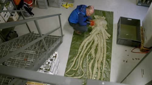 The Kraken Awakens