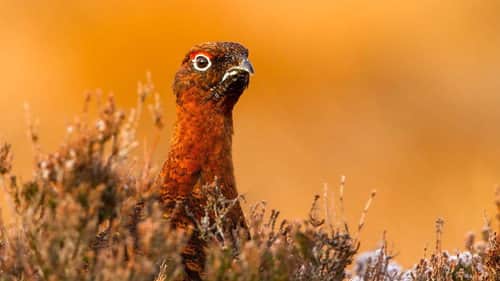 The North York Moors