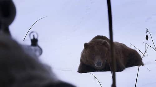 Bear in Sight