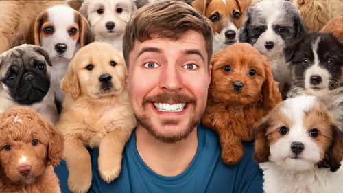 I Saved 100 Dogs