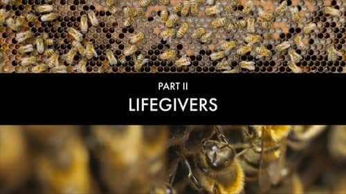 The Lifegivers