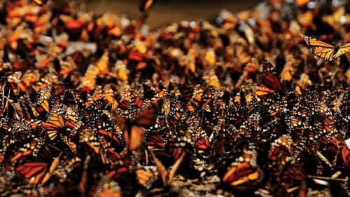 Monarch Amazing Journey