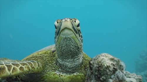 Rarotonga