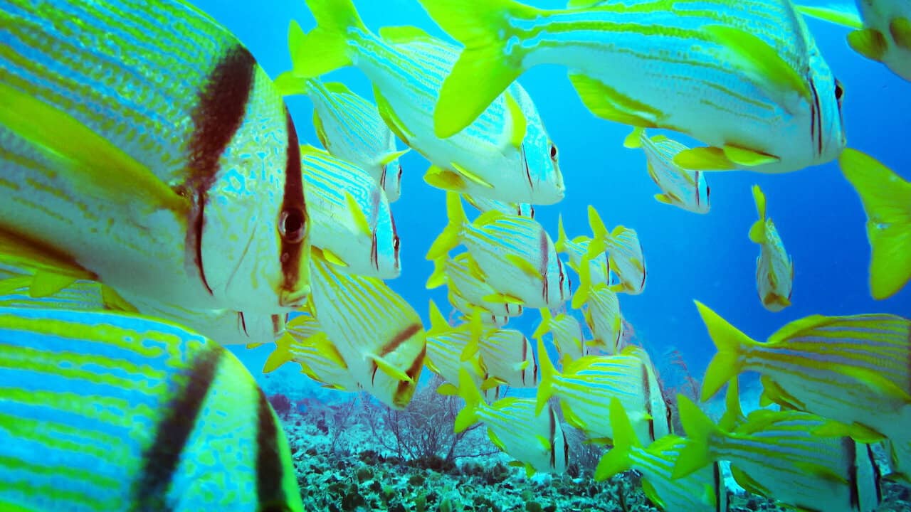 Red Sea backdrop