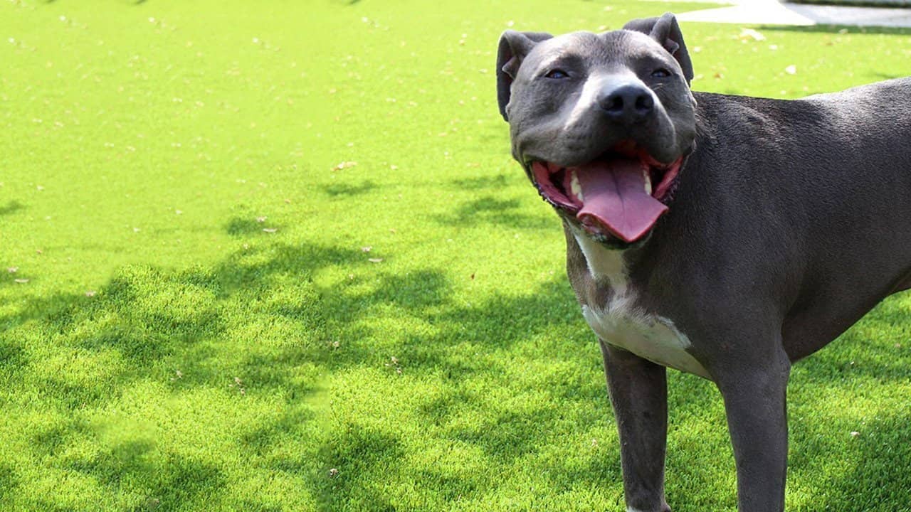 Cesar Millan: Love My Pit Bull backdrop