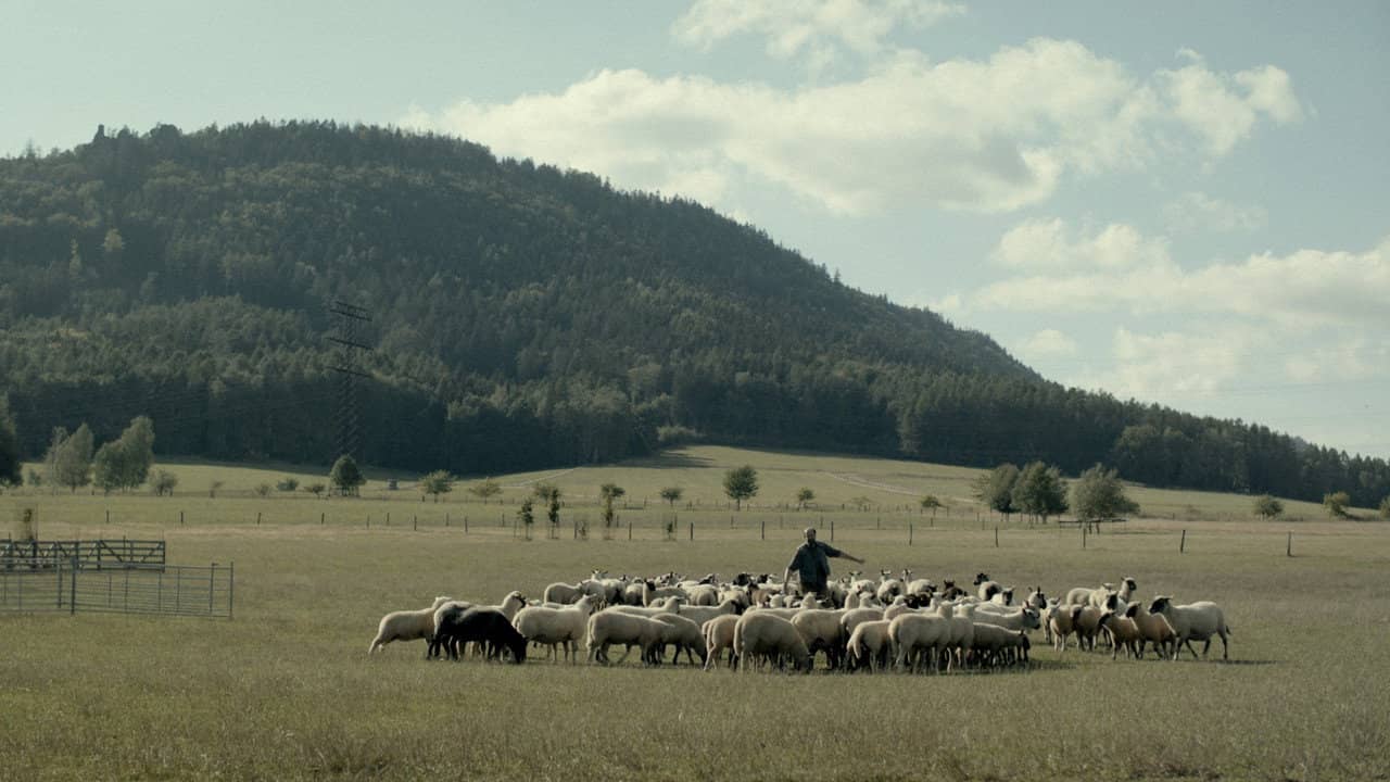 Zvlčeni backdrop