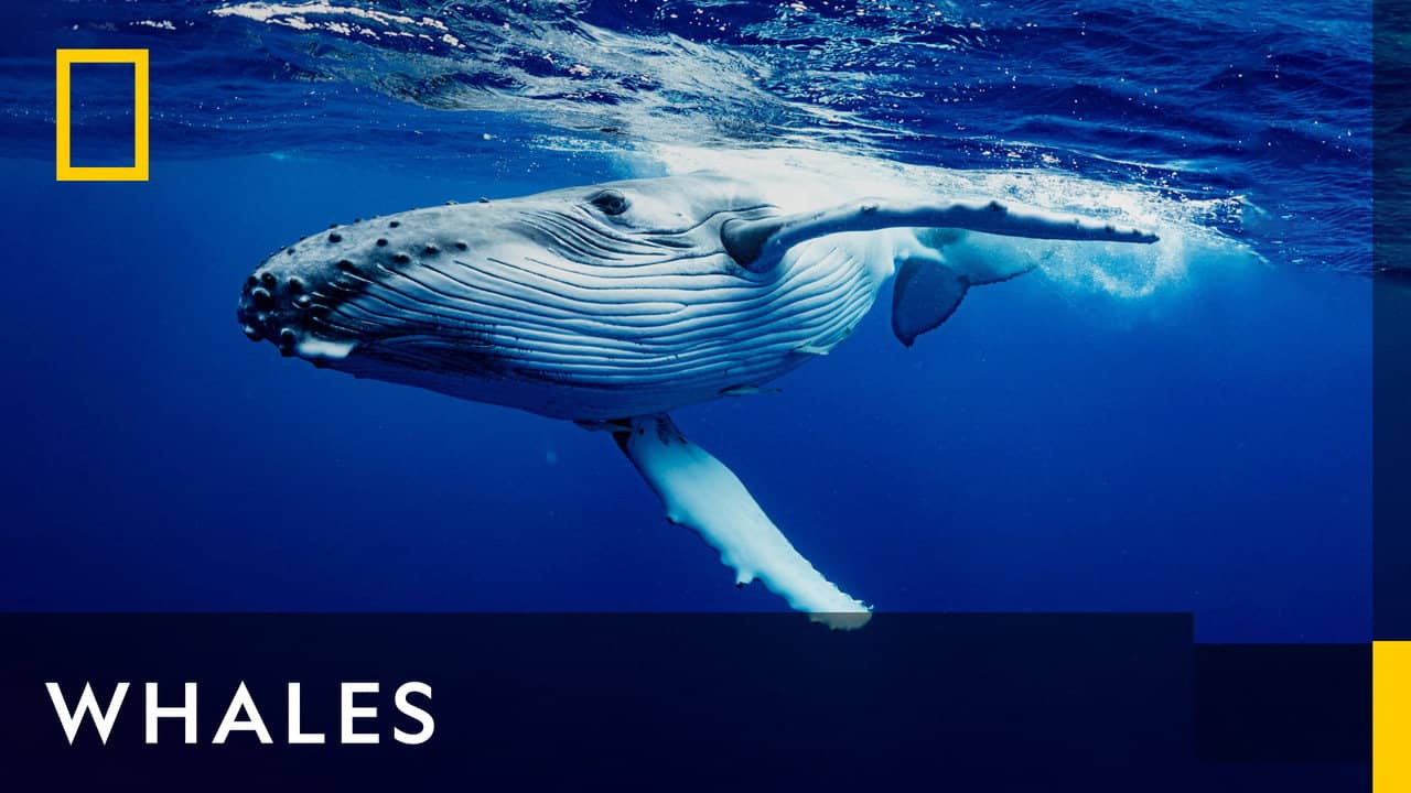 Whales backdrop
