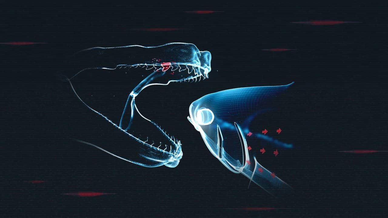 Shark vs. Tuna backdrop
