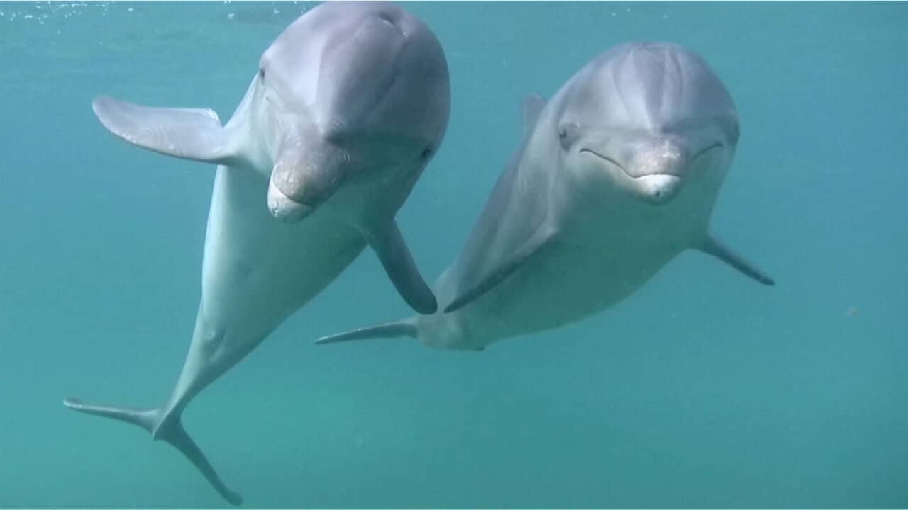 Dolphins backdrop