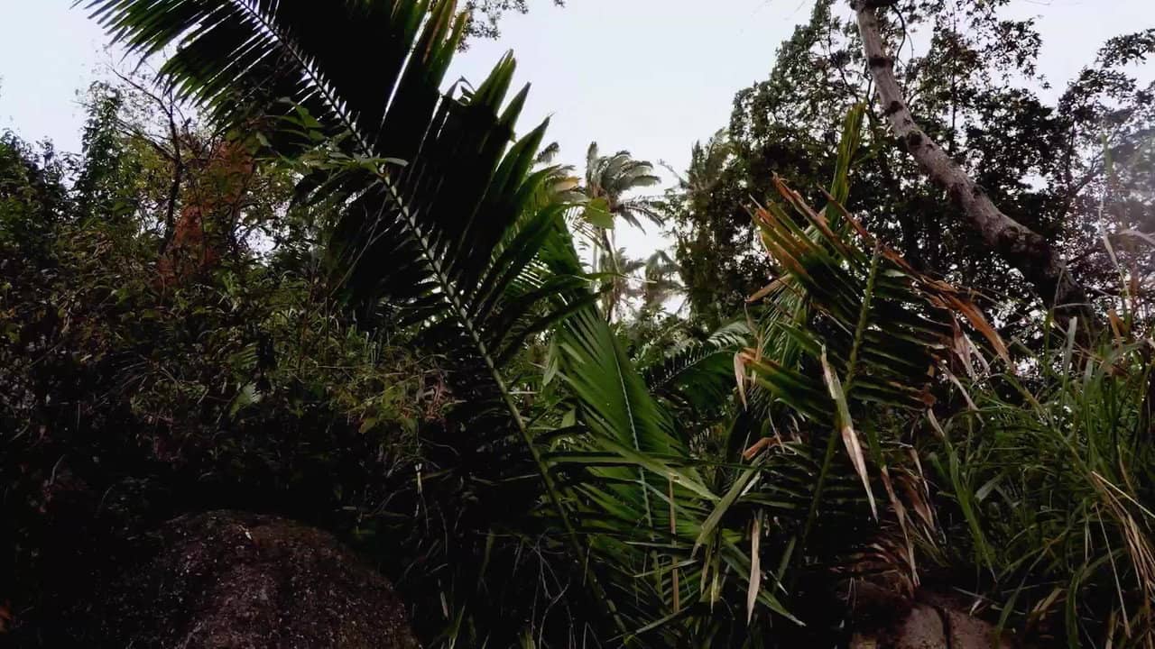 Seasons of the Wild backdrop