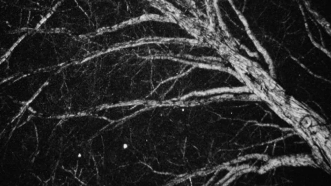 Nocturne backdrop