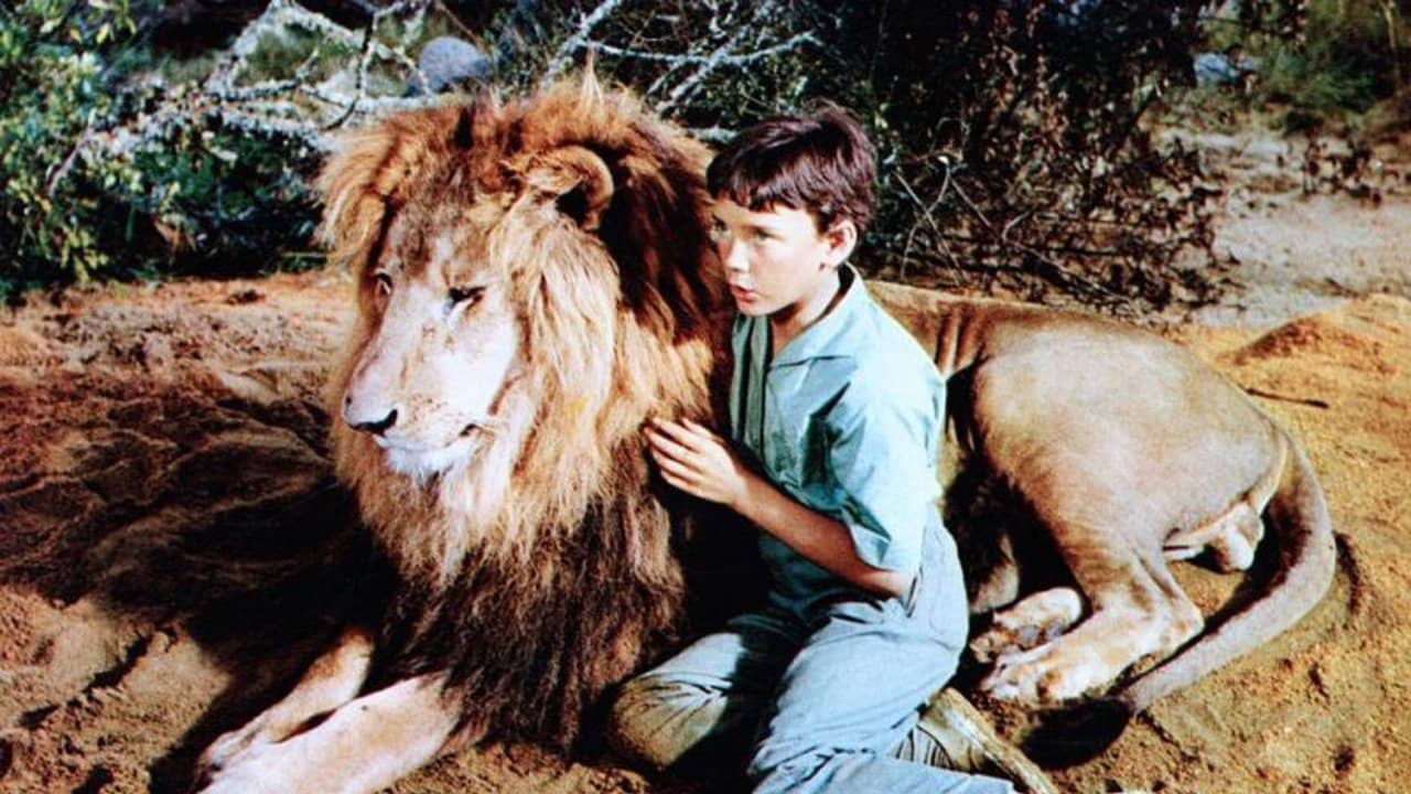 The Lion backdrop