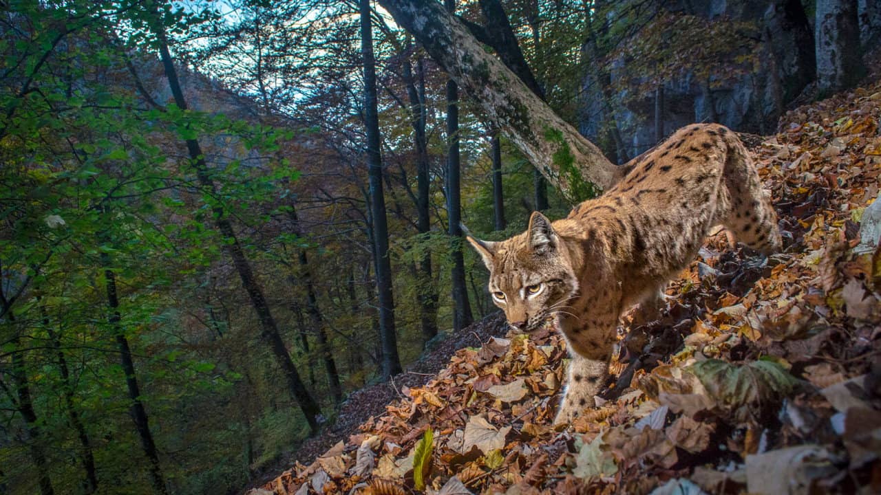 The Fragile Return Of The Lynx backdrop