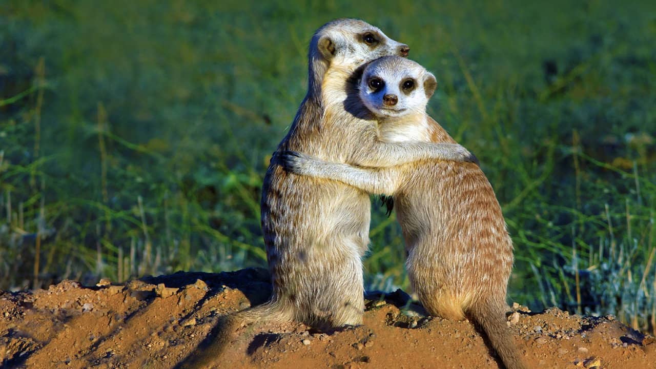 Clan of the Meerkat backdrop