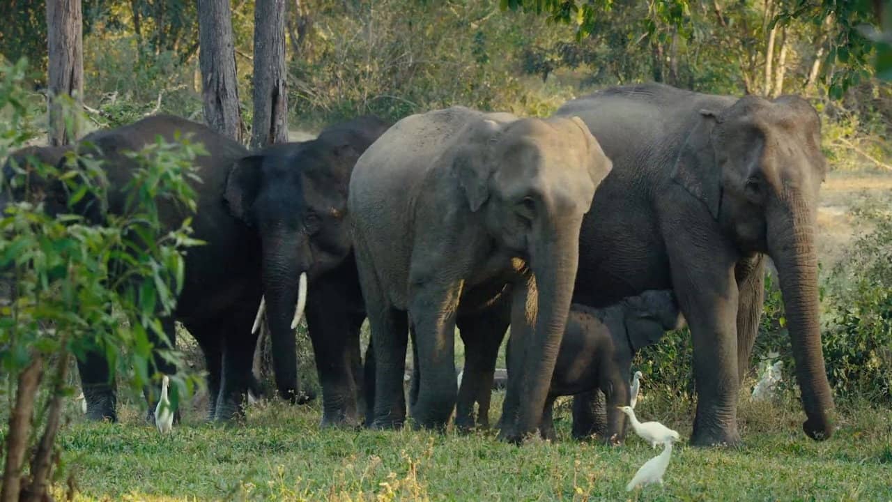 Kui Buri: Thailand's Hidden Eden backdrop