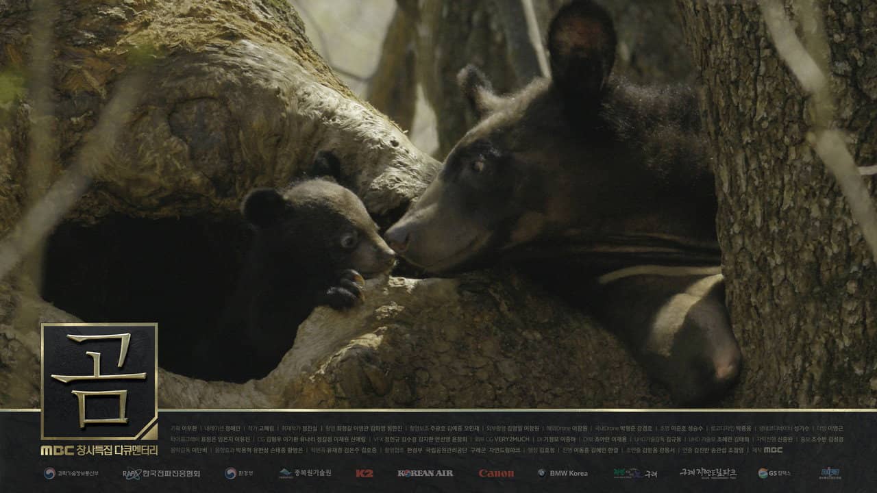 Bears backdrop