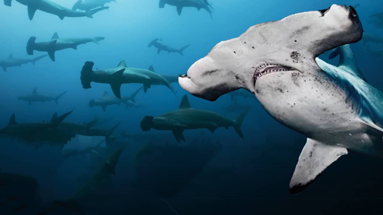 Galapagos Realm Of Giant Sharks backdrop