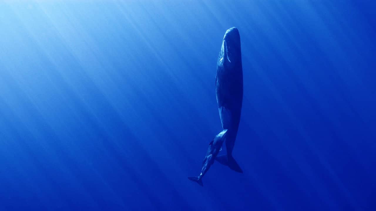 Whales and I backdrop