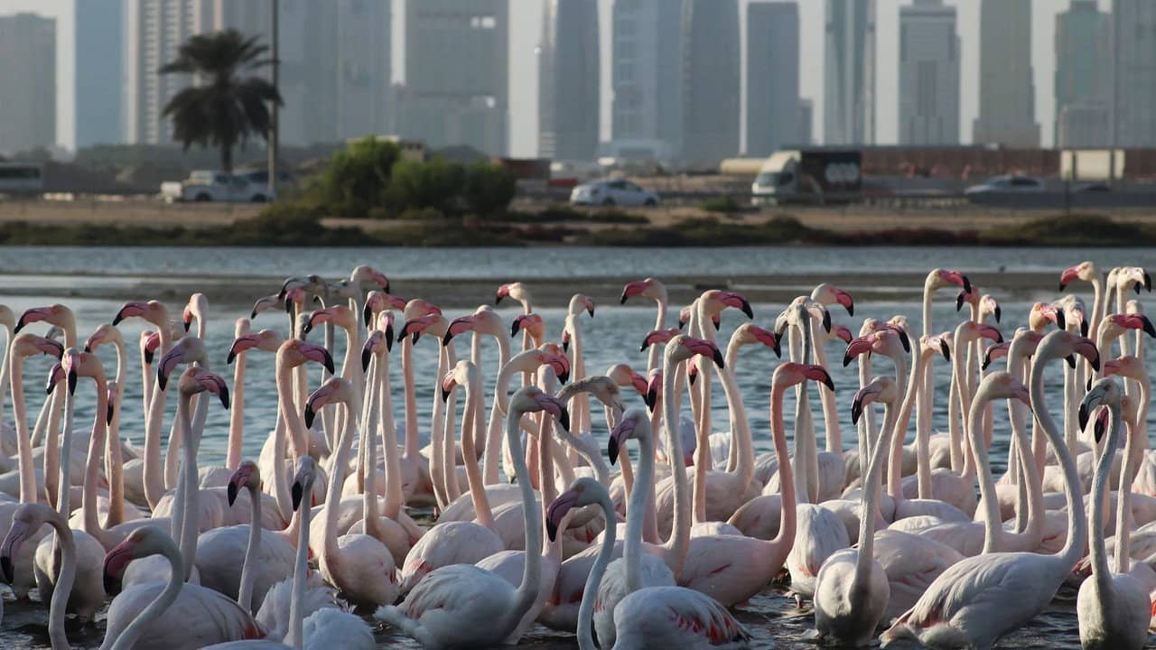 Wild Dubai backdrop