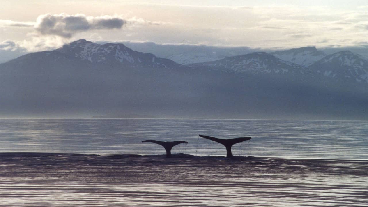 A Life Among Whales backdrop