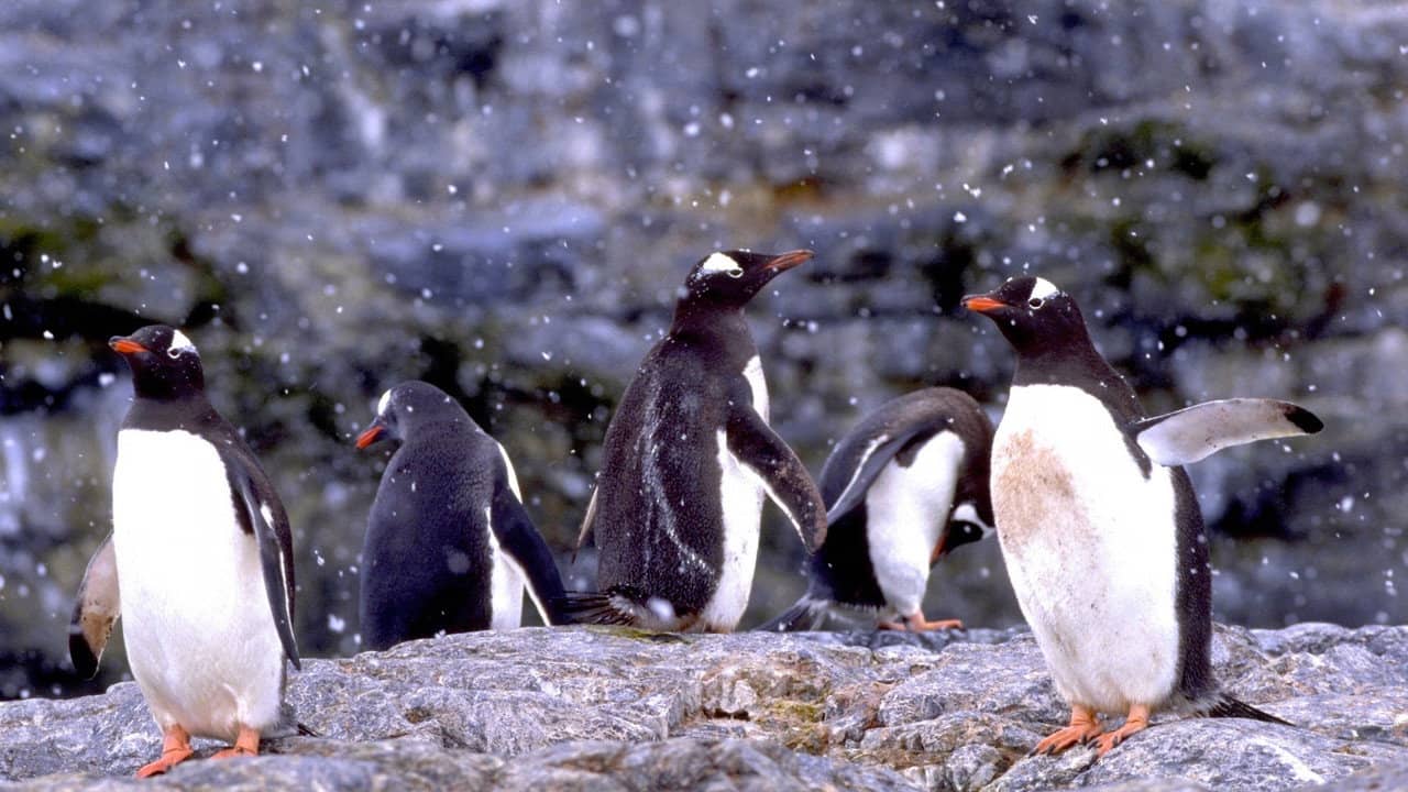 The Penguin Counters backdrop