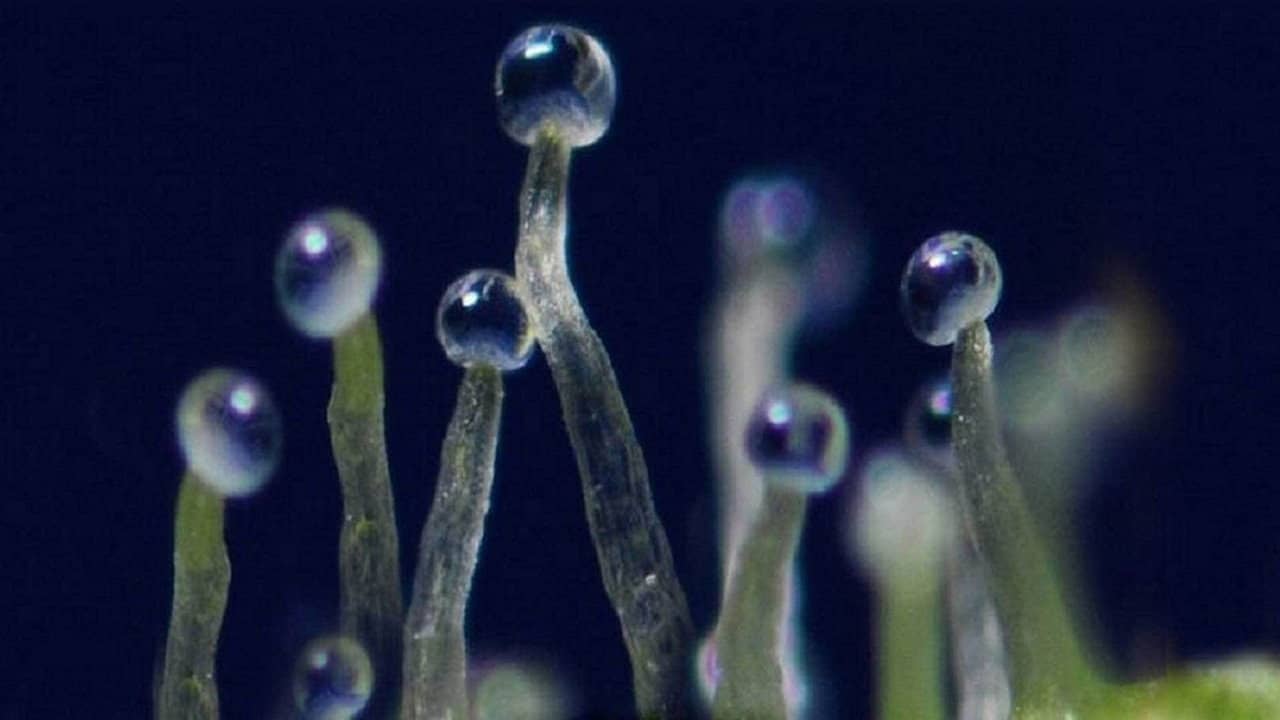 What If Cannabis Cured Cancer backdrop